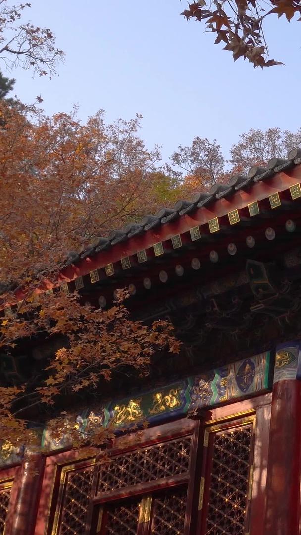 北京香山黄枫叶勤政殿视频的预览图