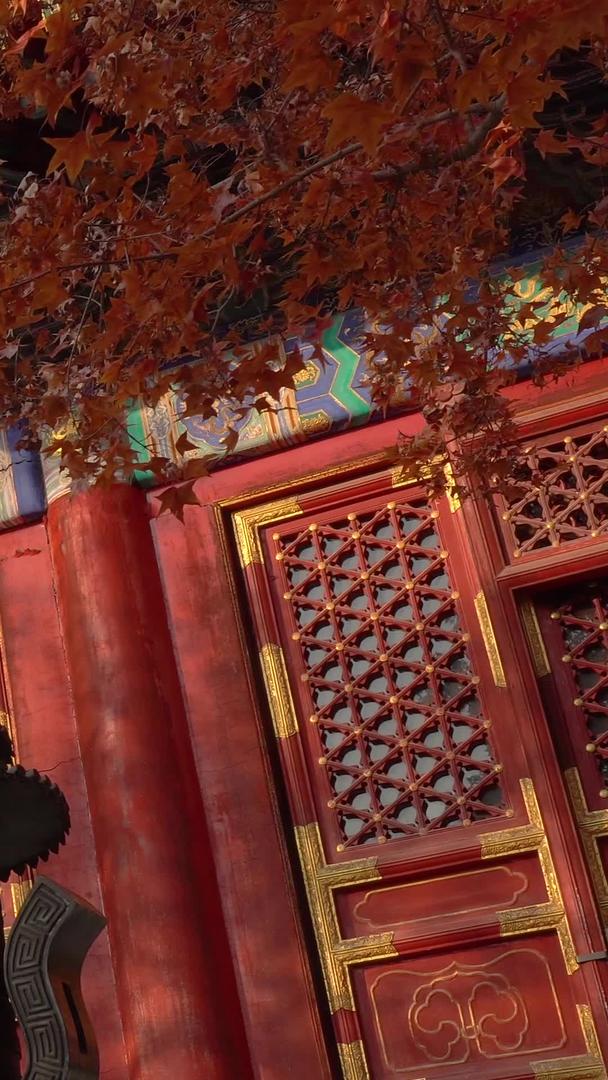 北京香山黄枫叶勤政殿视频的预览图