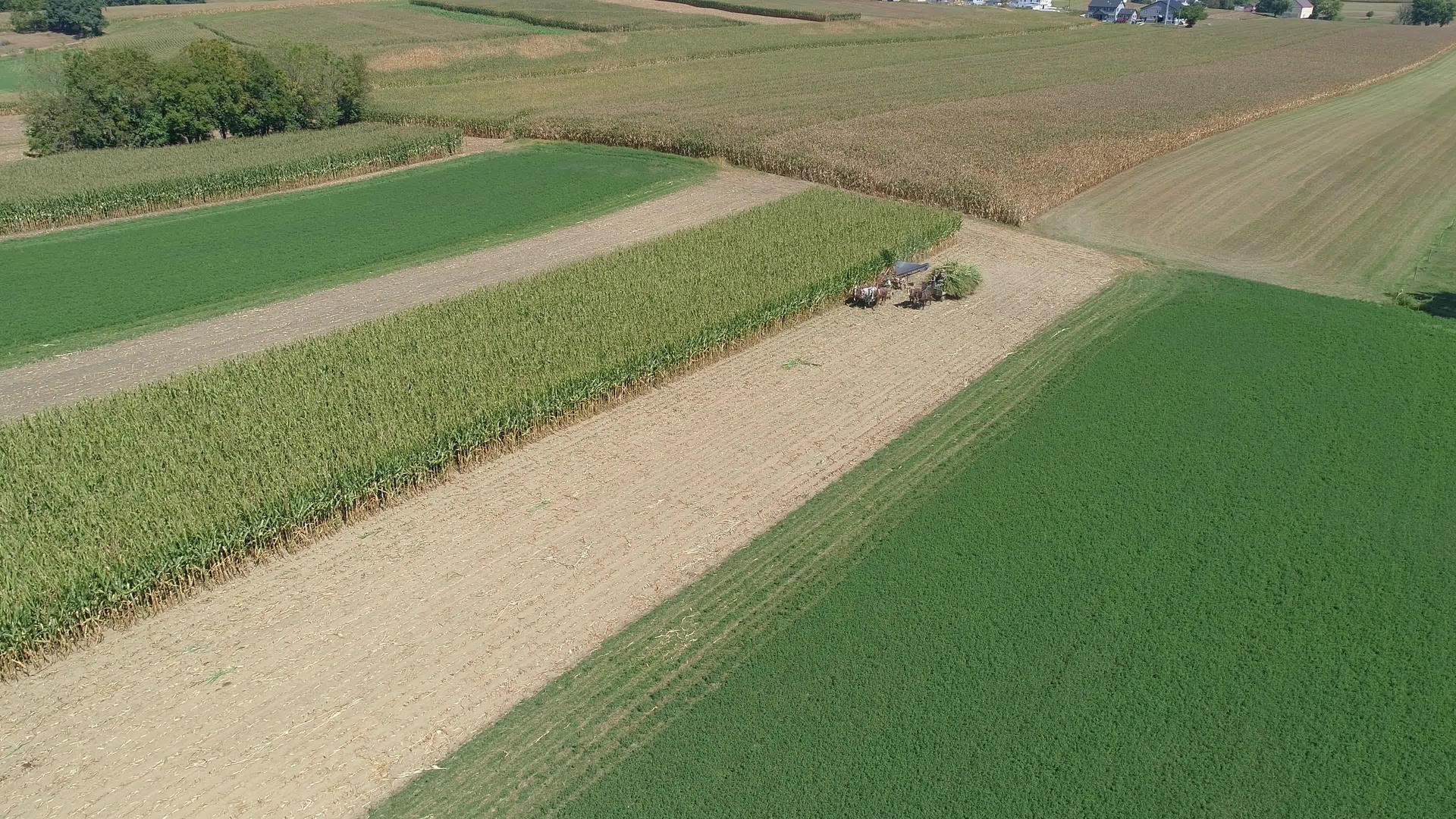 阿米什家庭农场收获玉米作物视频的预览图