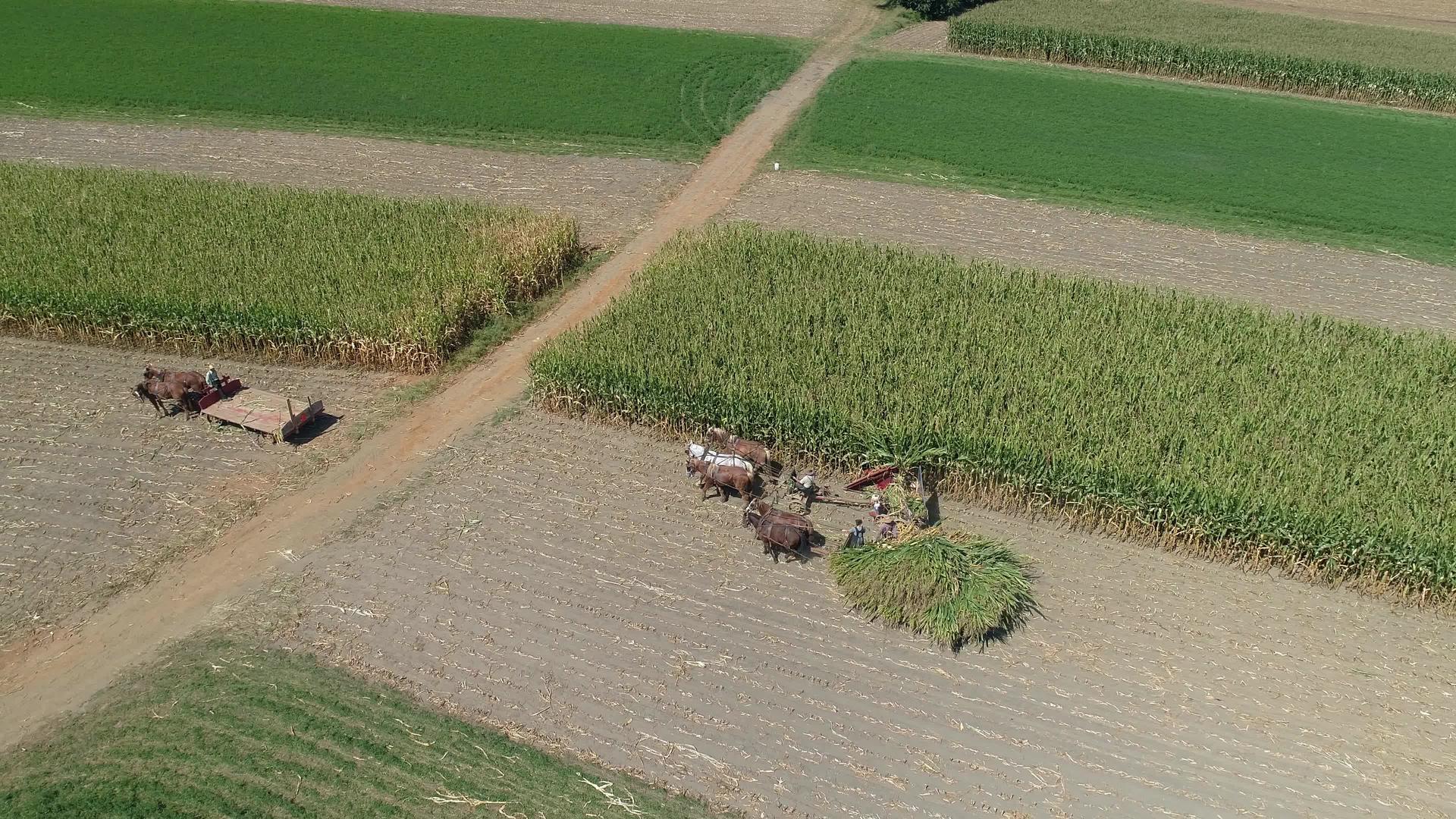 家庭农场收获玉米作物视频的预览图