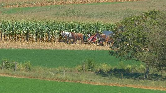 家庭农场在阳光明媚的秋天收获玉米作物视频的预览图