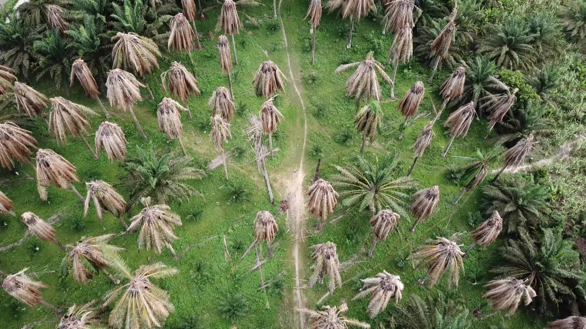 马来西亚鸟瞰干枝油棕树视频的预览图