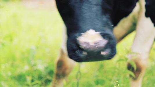 一头饥饿的牛在咬草和苹果叶视频的预览图