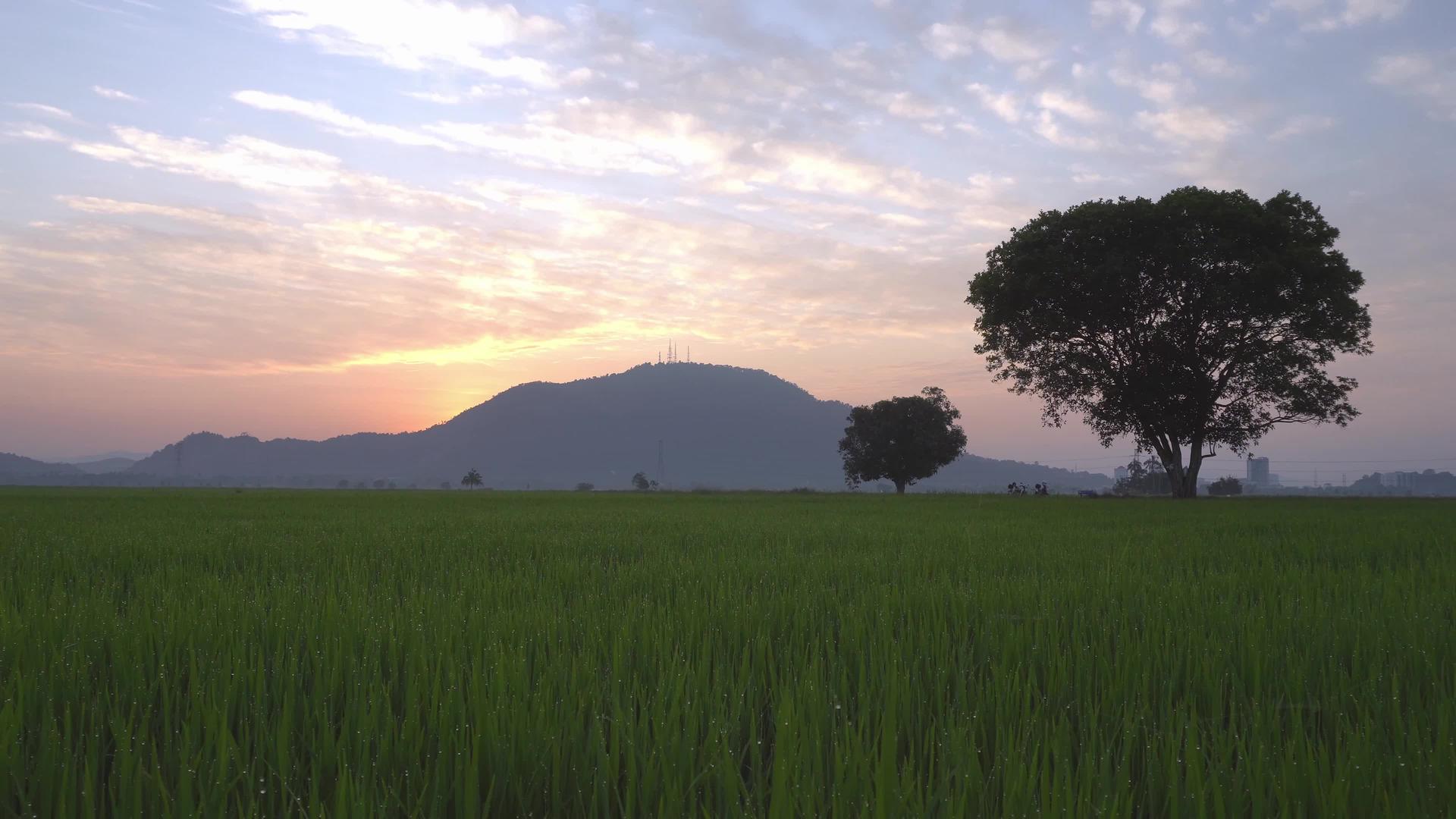 用背景树斜射稻田视频的预览图