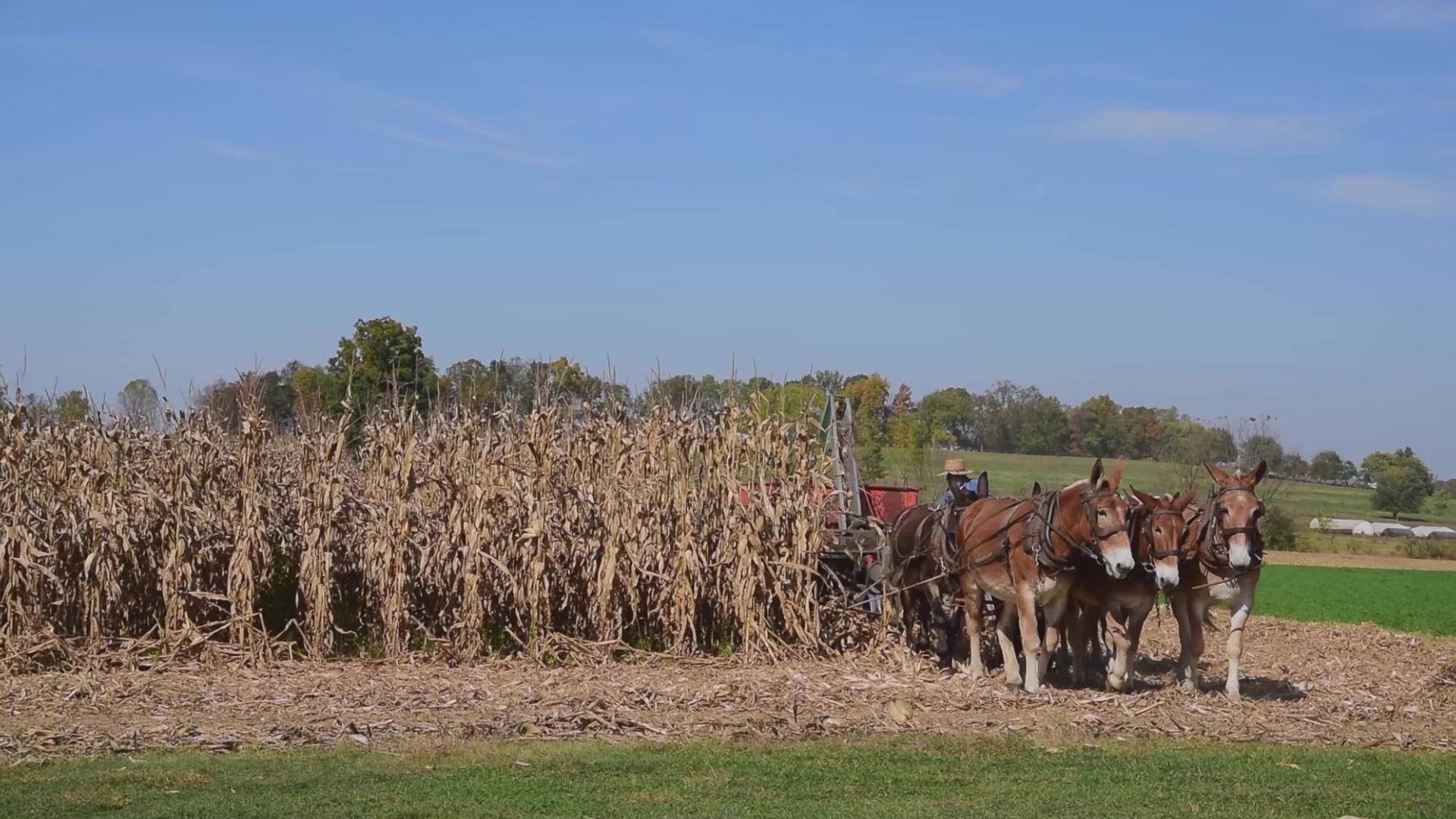 用三匹马和一台燃气收割机收割玉米作物视频的预览图