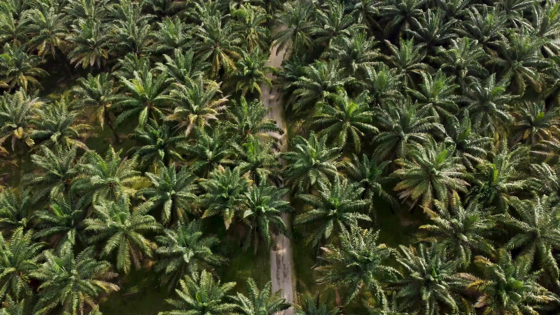 农村道路飞越棕榈种植园视频的预览图