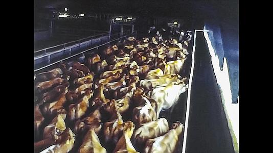 1980年老胶片视频奶牛繁殖视频的预览图