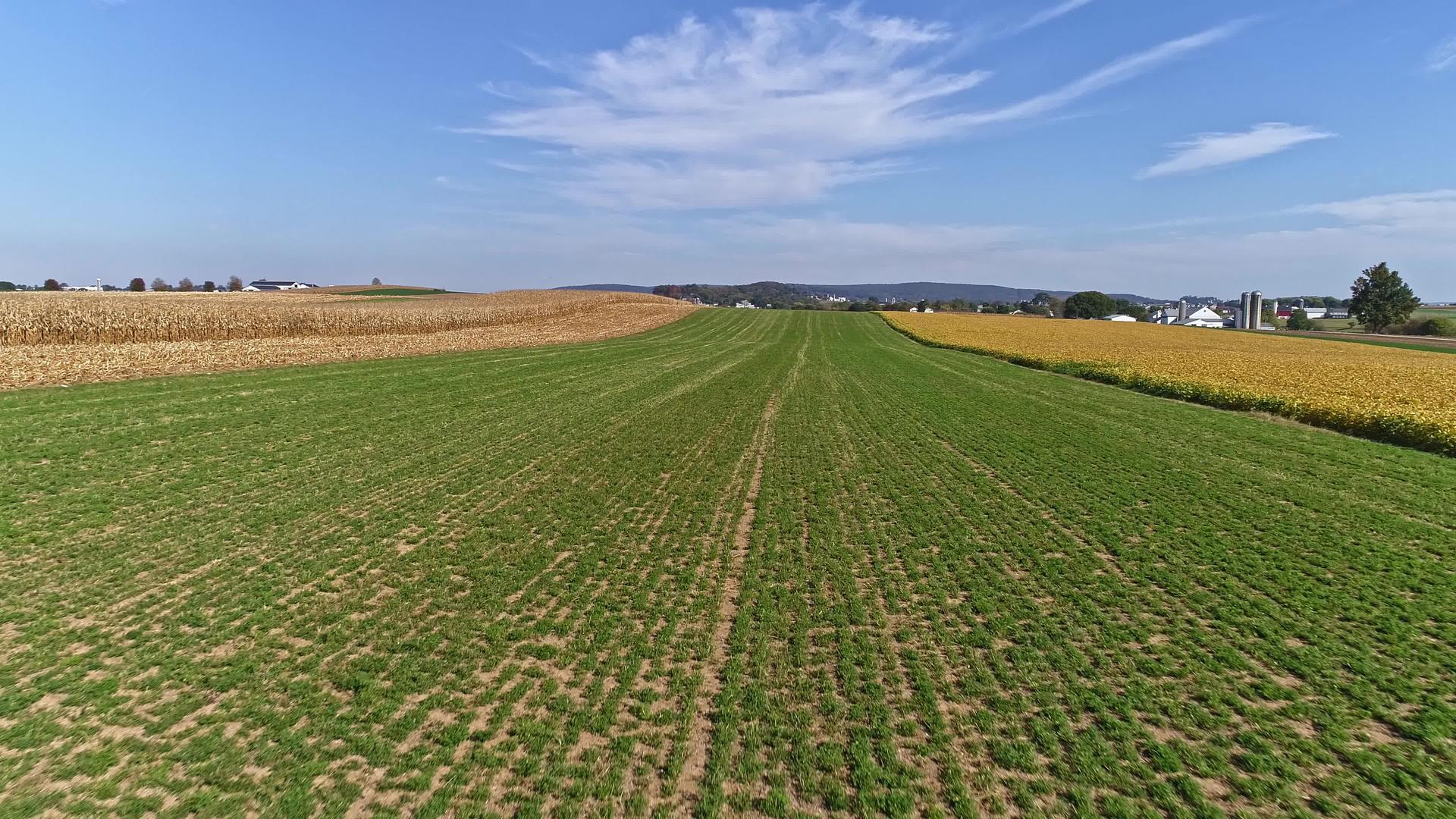 无人驾驶飞机飞越农田和玉米视频的预览图