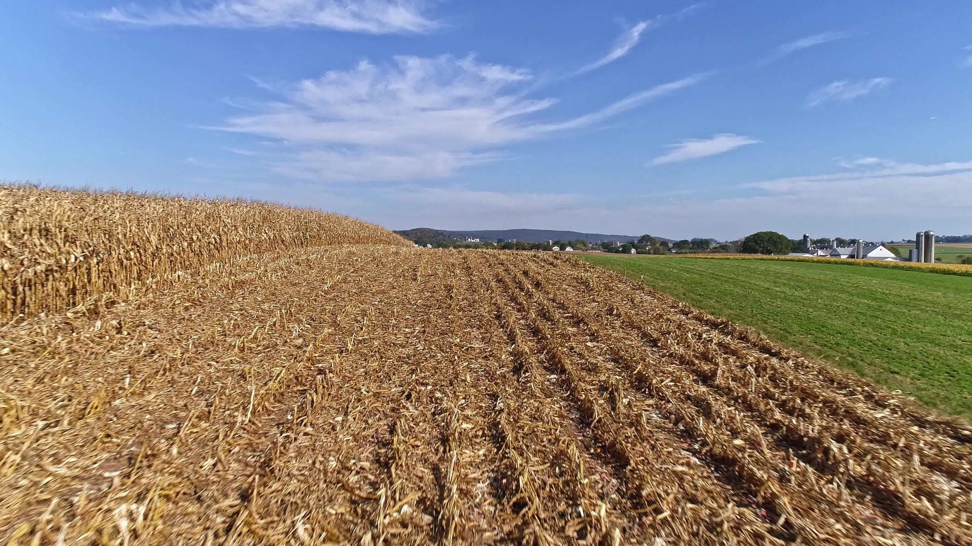 准备收获的农田和玉米视频的预览图