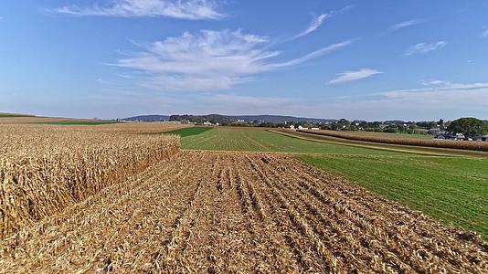 秋天阳光明媚的农场收割玉米视频的预览图