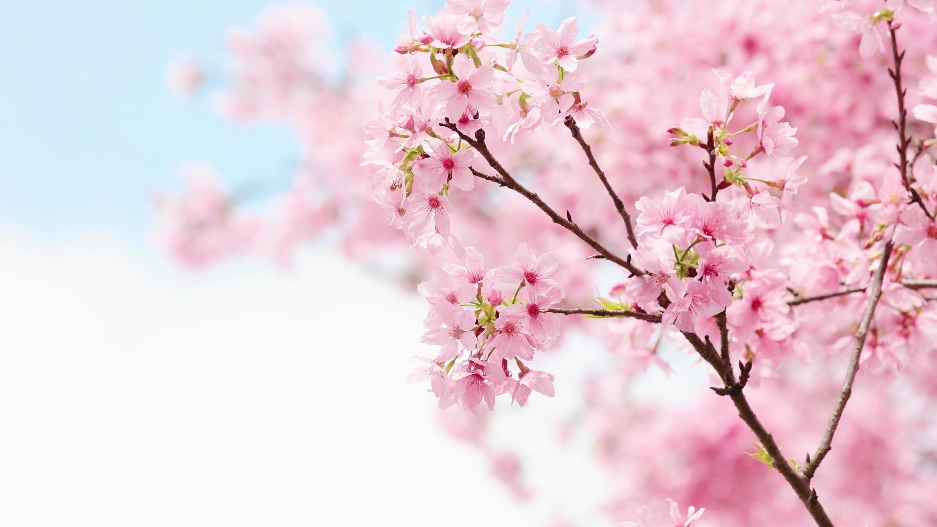 4k春天唯美蓝天白云下的樱花视频的预览图