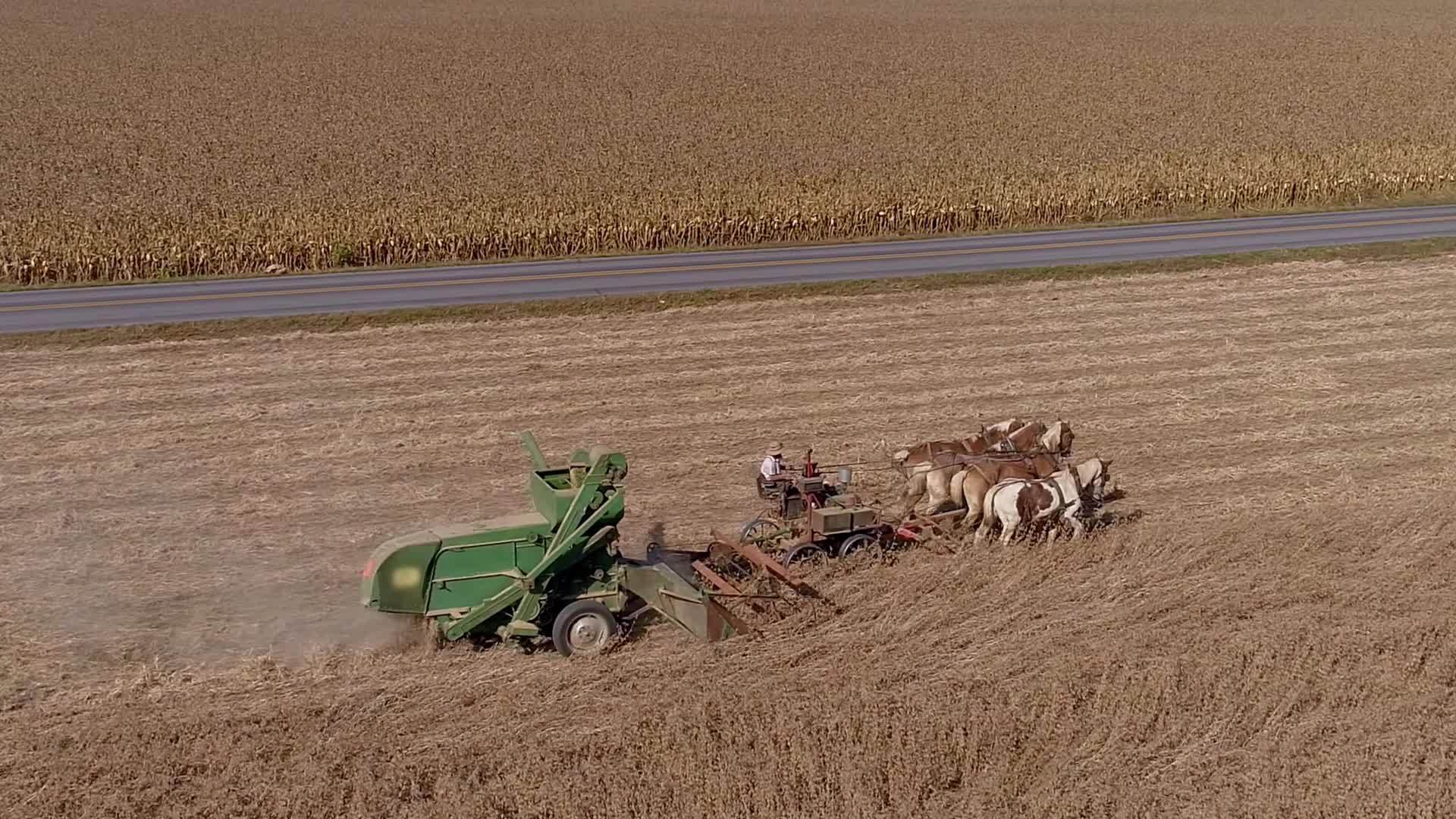 阿米什农民正在收割农田和麦田视频的预览图