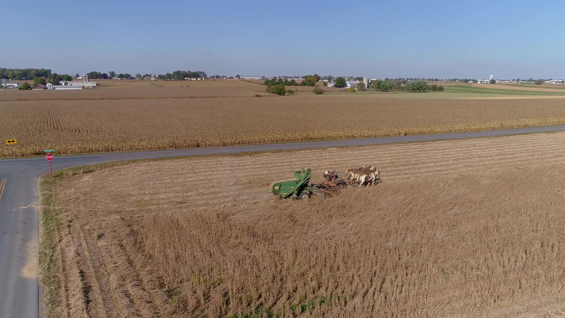 无人机飞越阿米什农民和马正在收割的农田和麦田视频的预览图