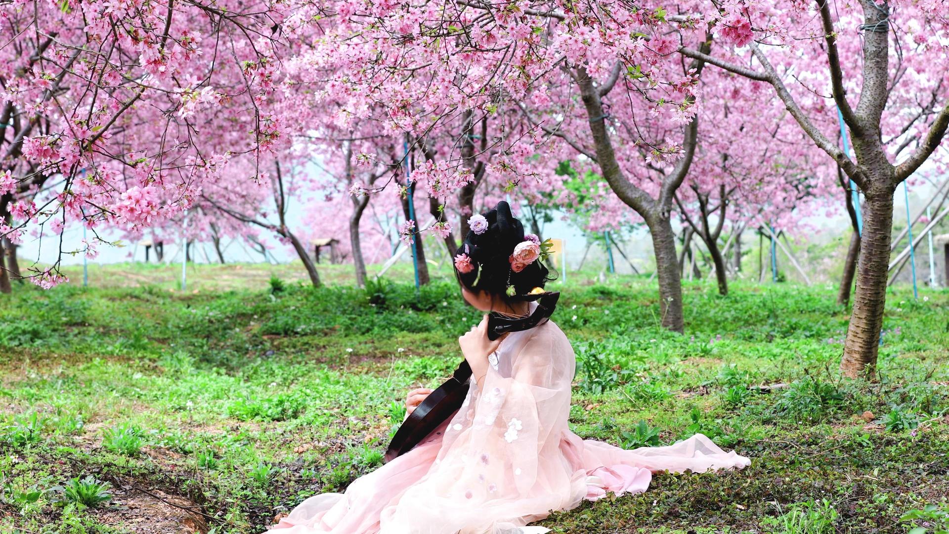唯美古装女生赏樱花视频的预览图