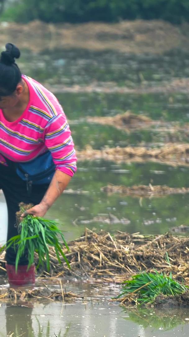 农场主种植水稻视频的预览图