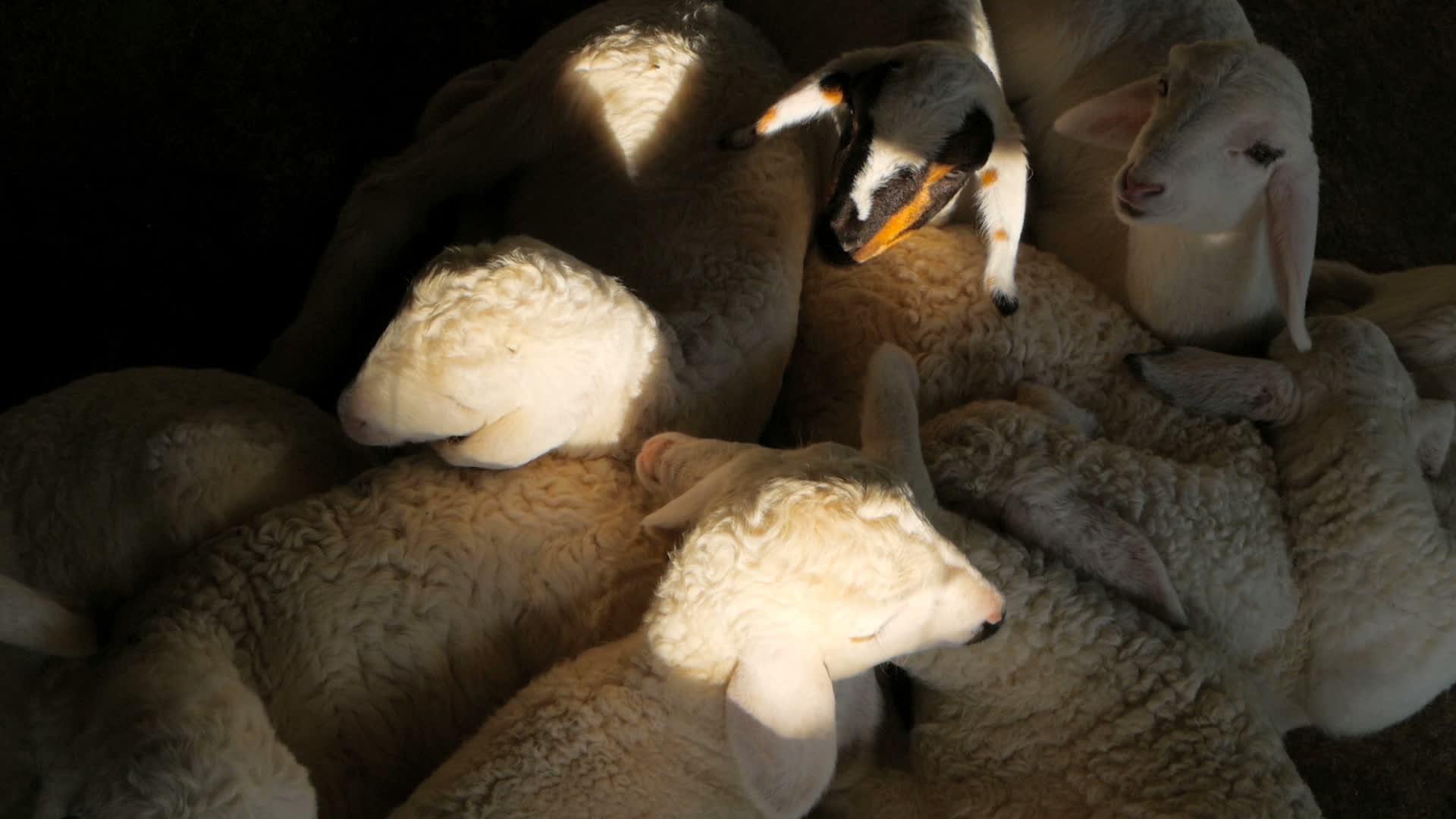 新的小羊在梦中入睡并颤抖视频的预览图