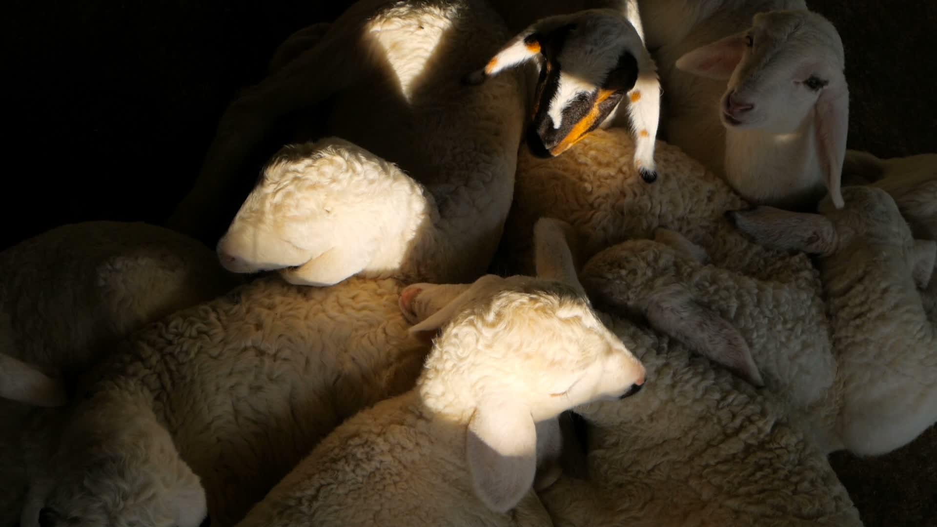 新的小羊在梦中入睡并颤抖视频的预览图