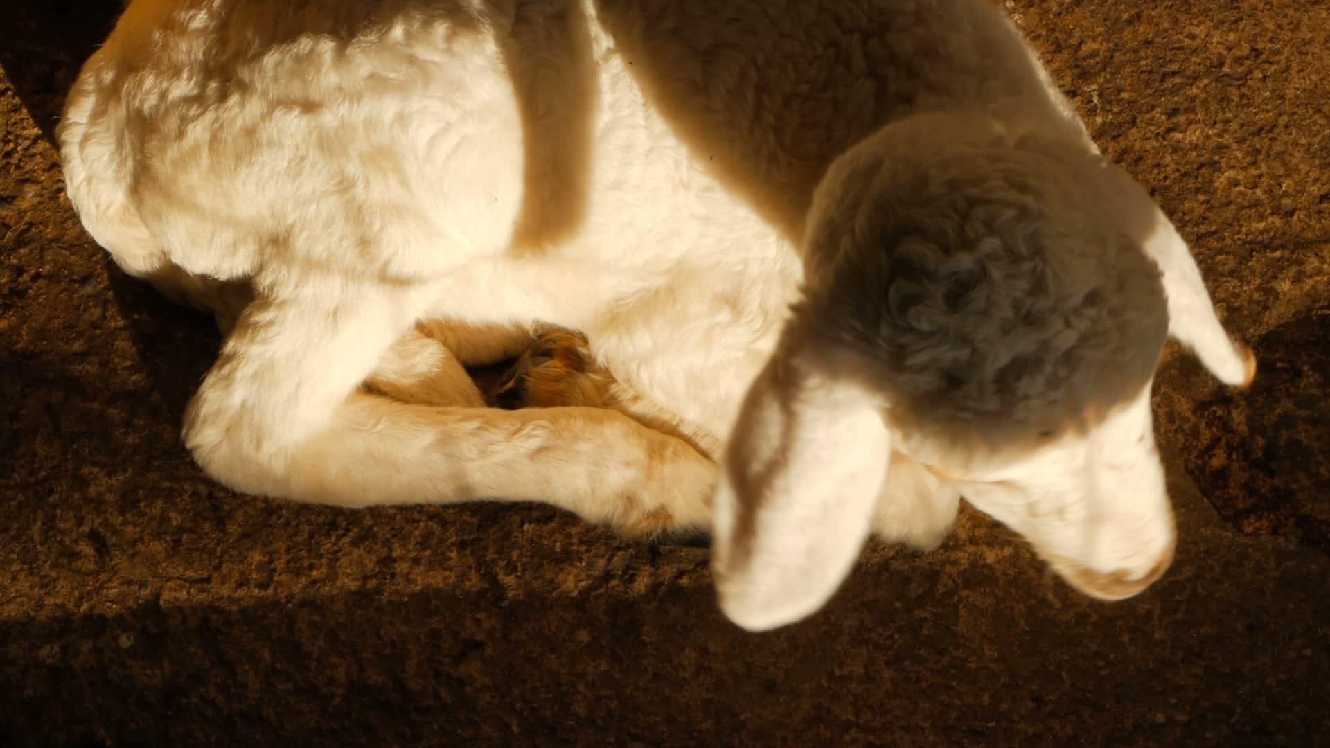 可爱的新生小羊在牧场晒太阳视频的预览图