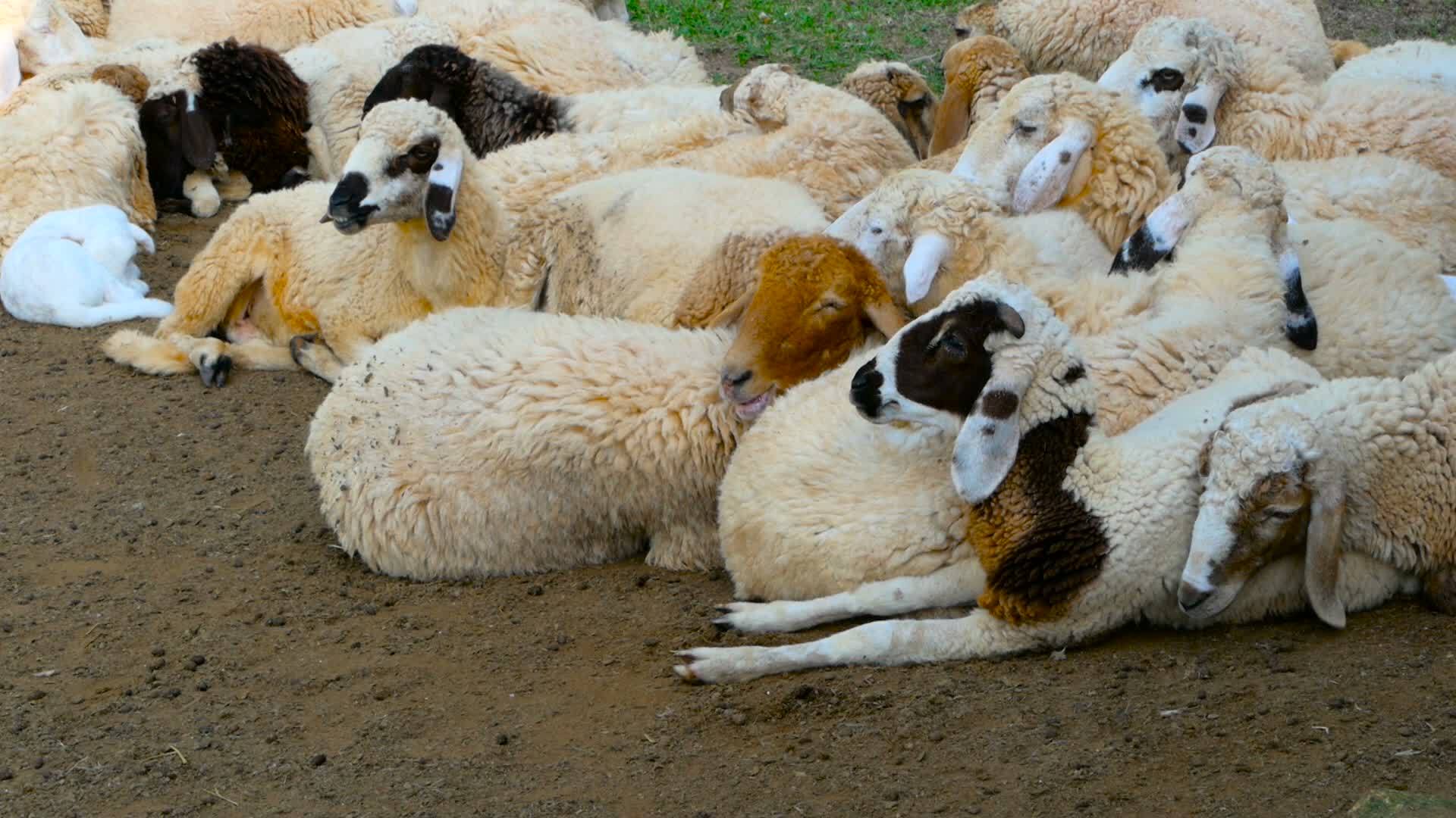 在一个阳光明媚的日子里一群绵羊躺在树荫下视频的预览图