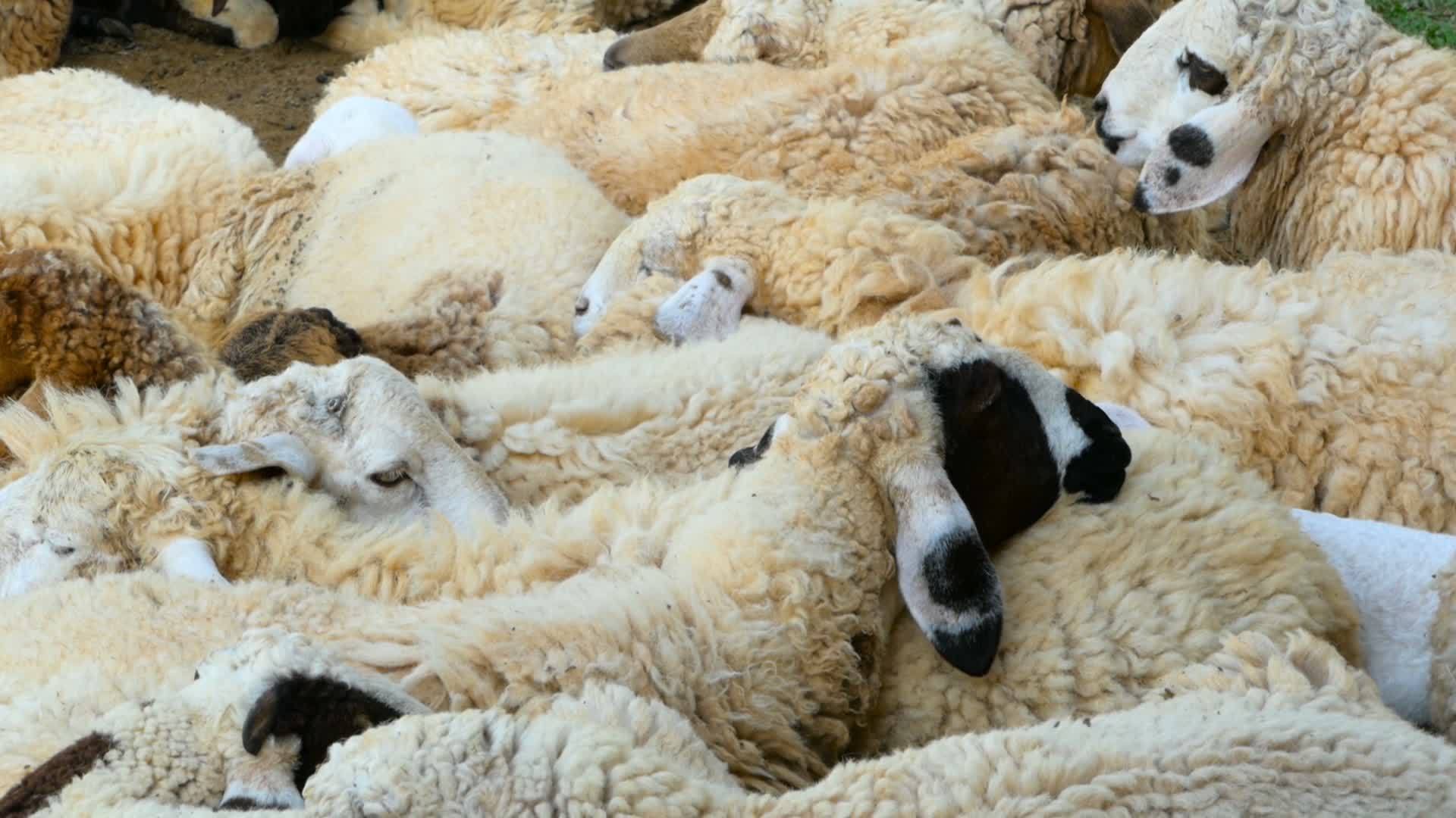 一群绵羊躺在树荫下视频的预览图
