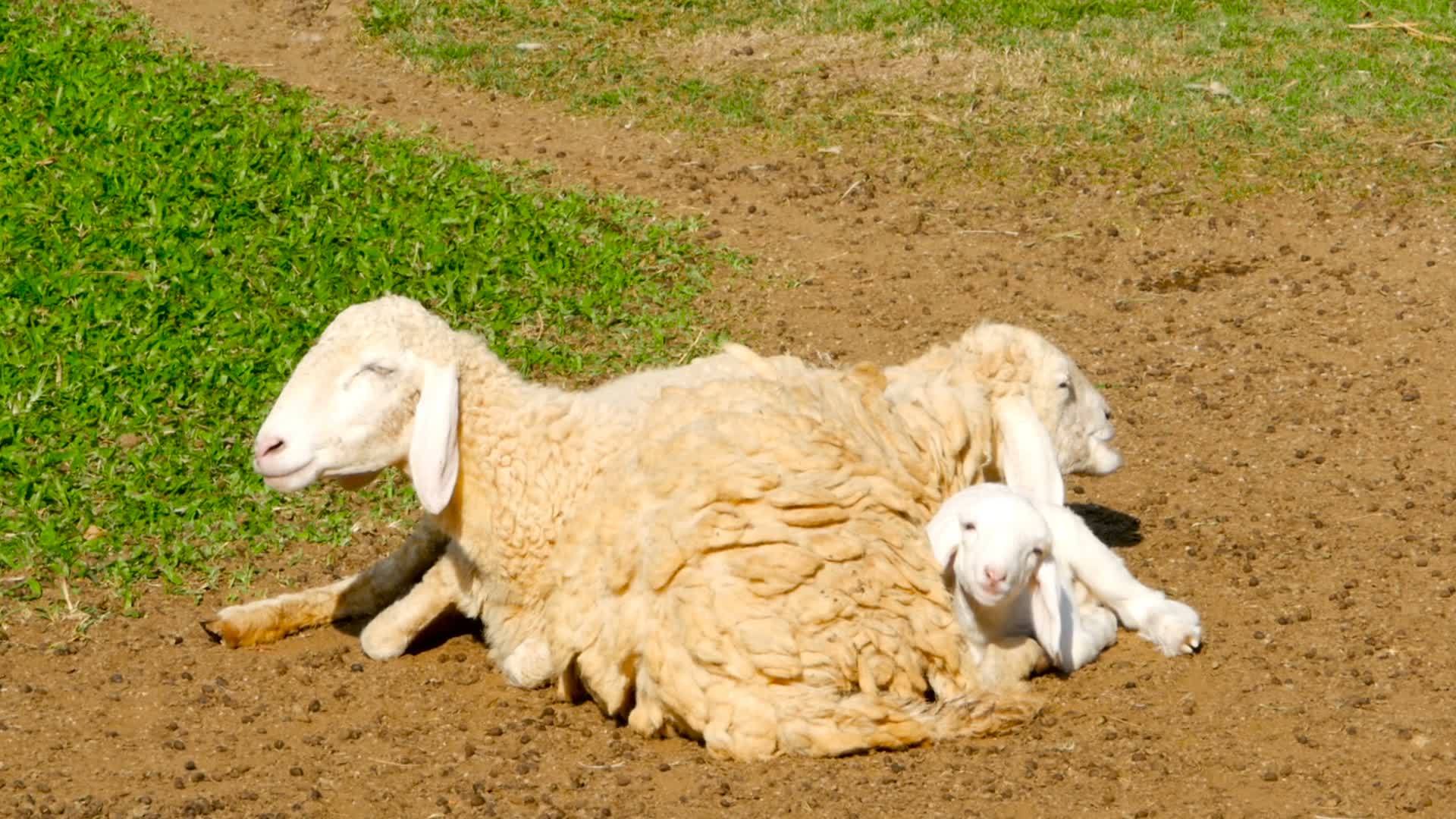 绵羊的一家视频的预览图