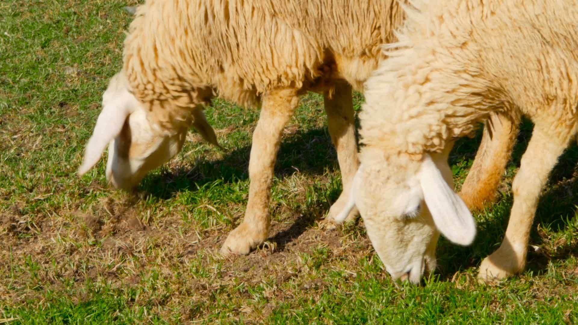 两只羊在草原上吃草视频的预览图