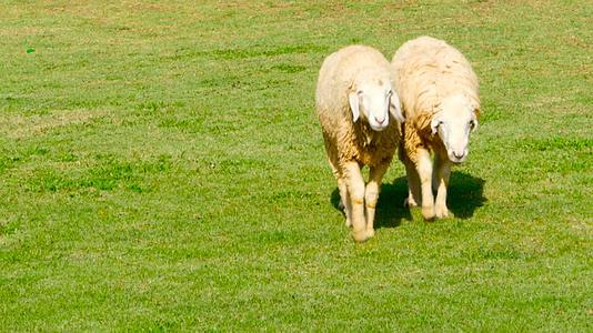 两只羊在阳光明媚、多汁的草原上行走视频的预览图