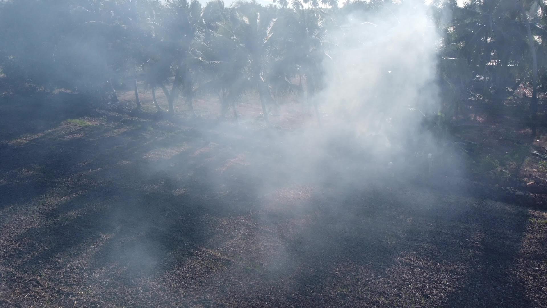 在椰子棕榈树附近燃烧视频的预览图