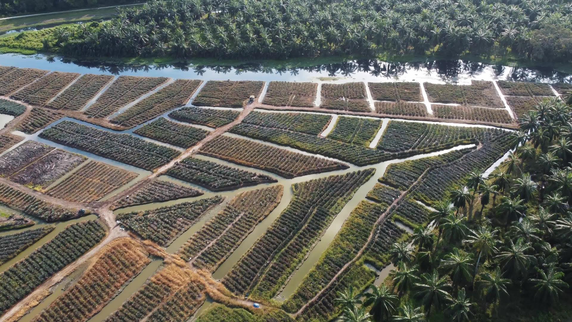 种植菠萝农场视频的预览图