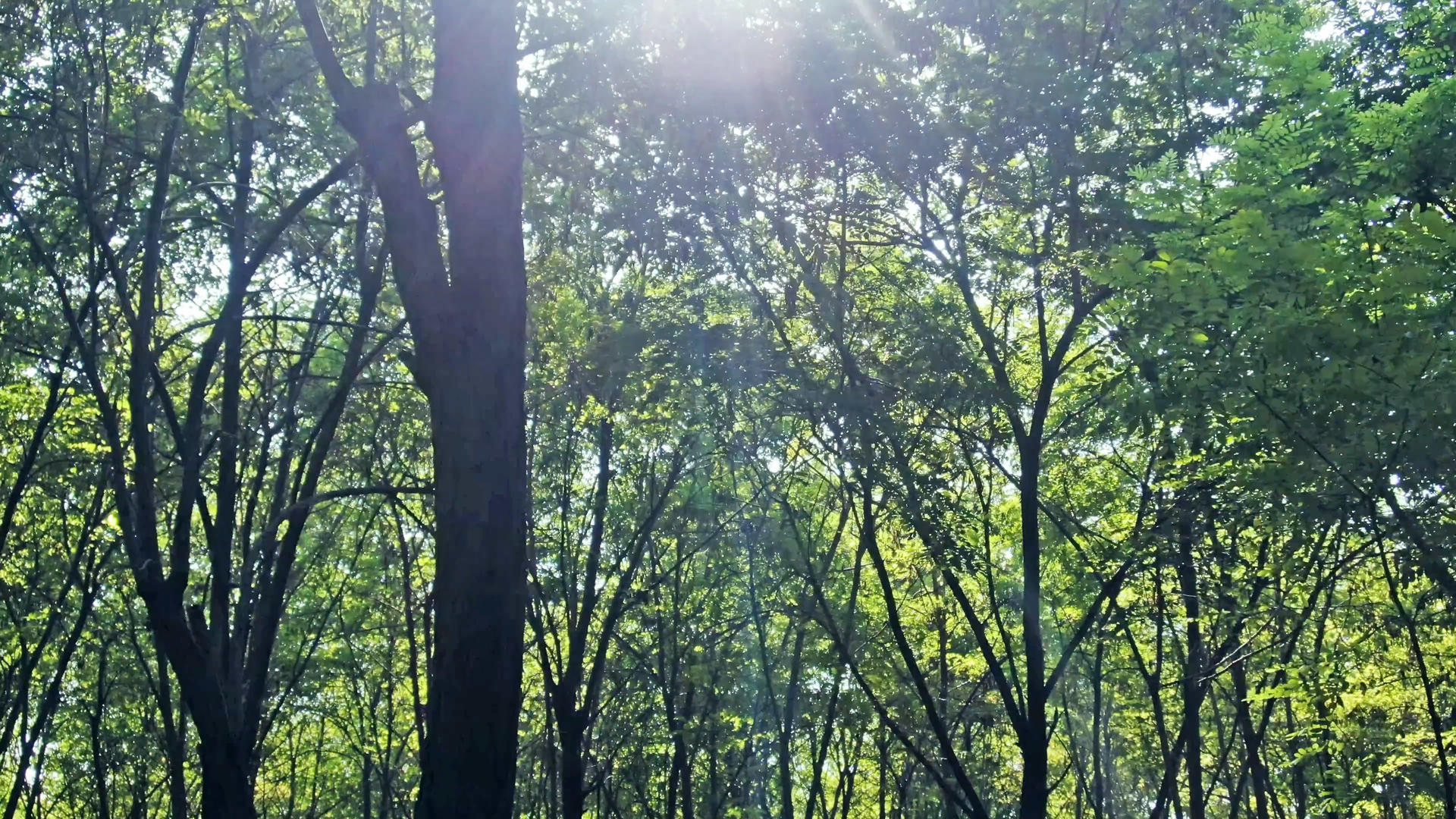 原始森林光束穿梭视频的预览图