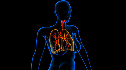 4K女性肺部呼吸道透视视频带通道视频的预览图