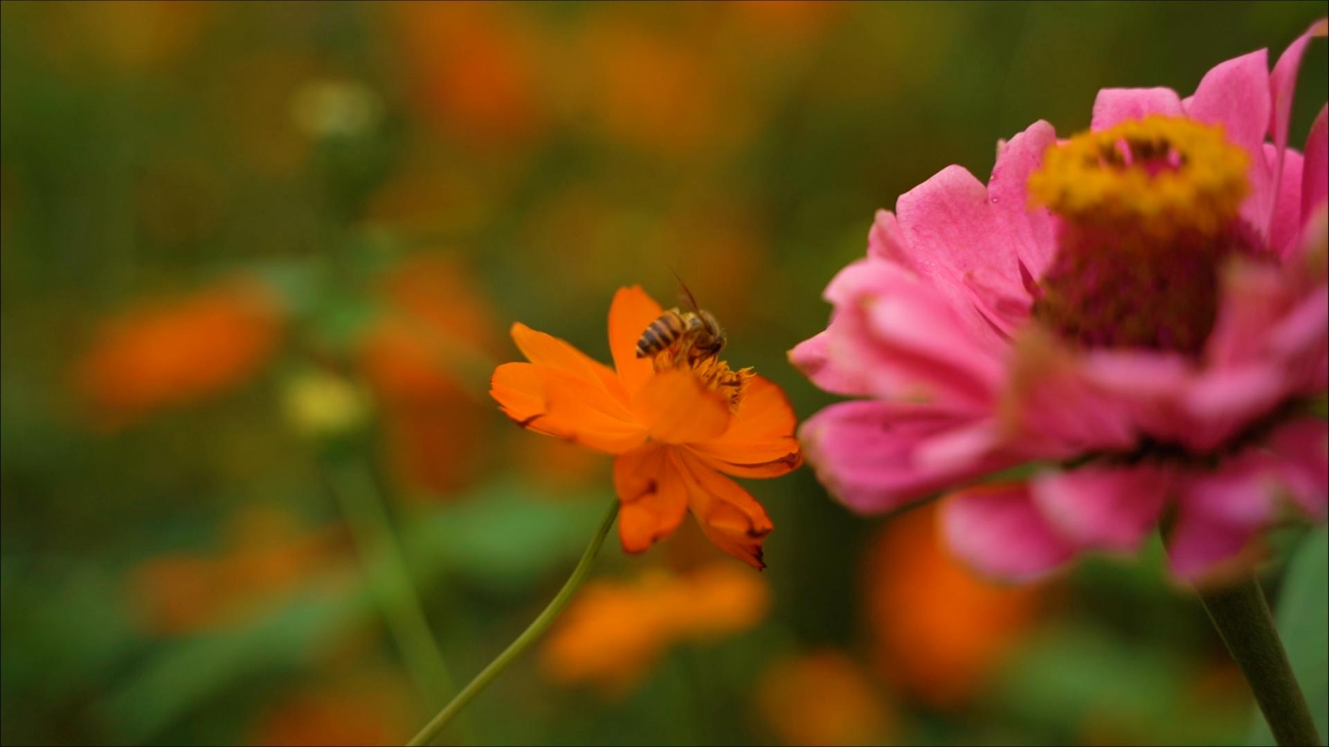 蜜蜂在花朵上采蜜视频的预览图