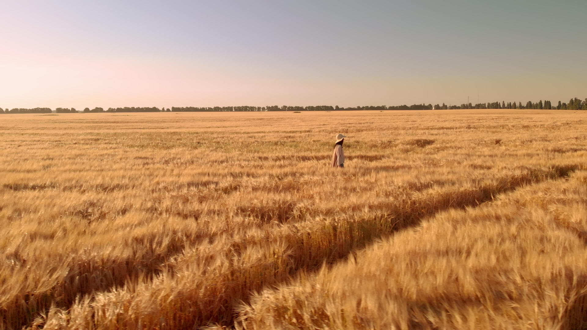 在空中观光的女游客触摸小麦耳朵视频的预览图