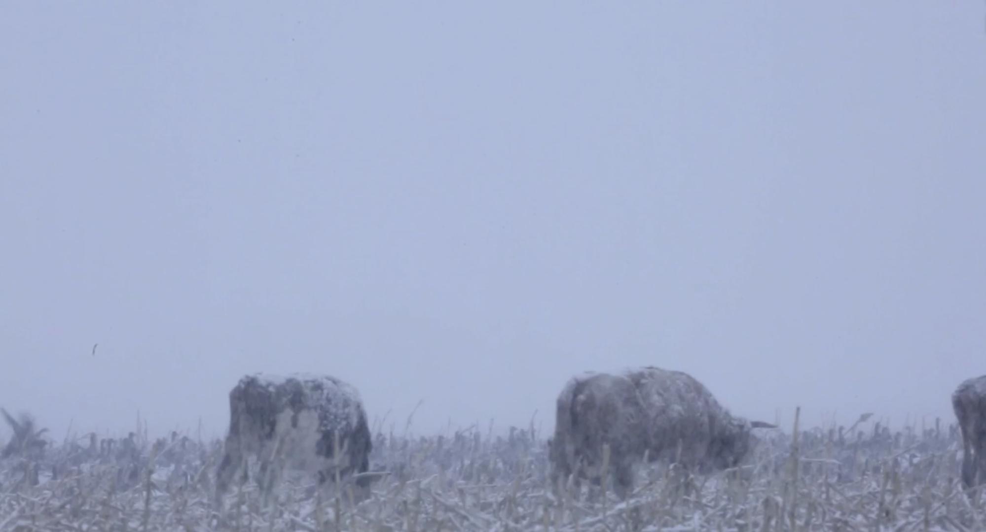 4K雪中大雁视频的预览图