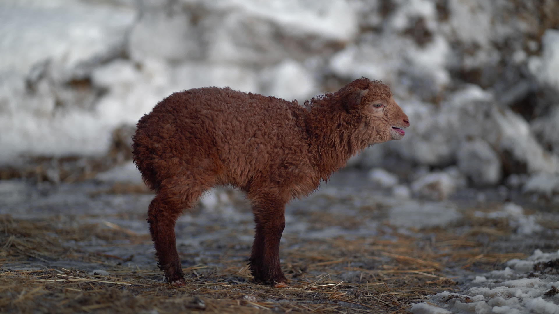 冬天在户外出生的小羊羔视频的预览图