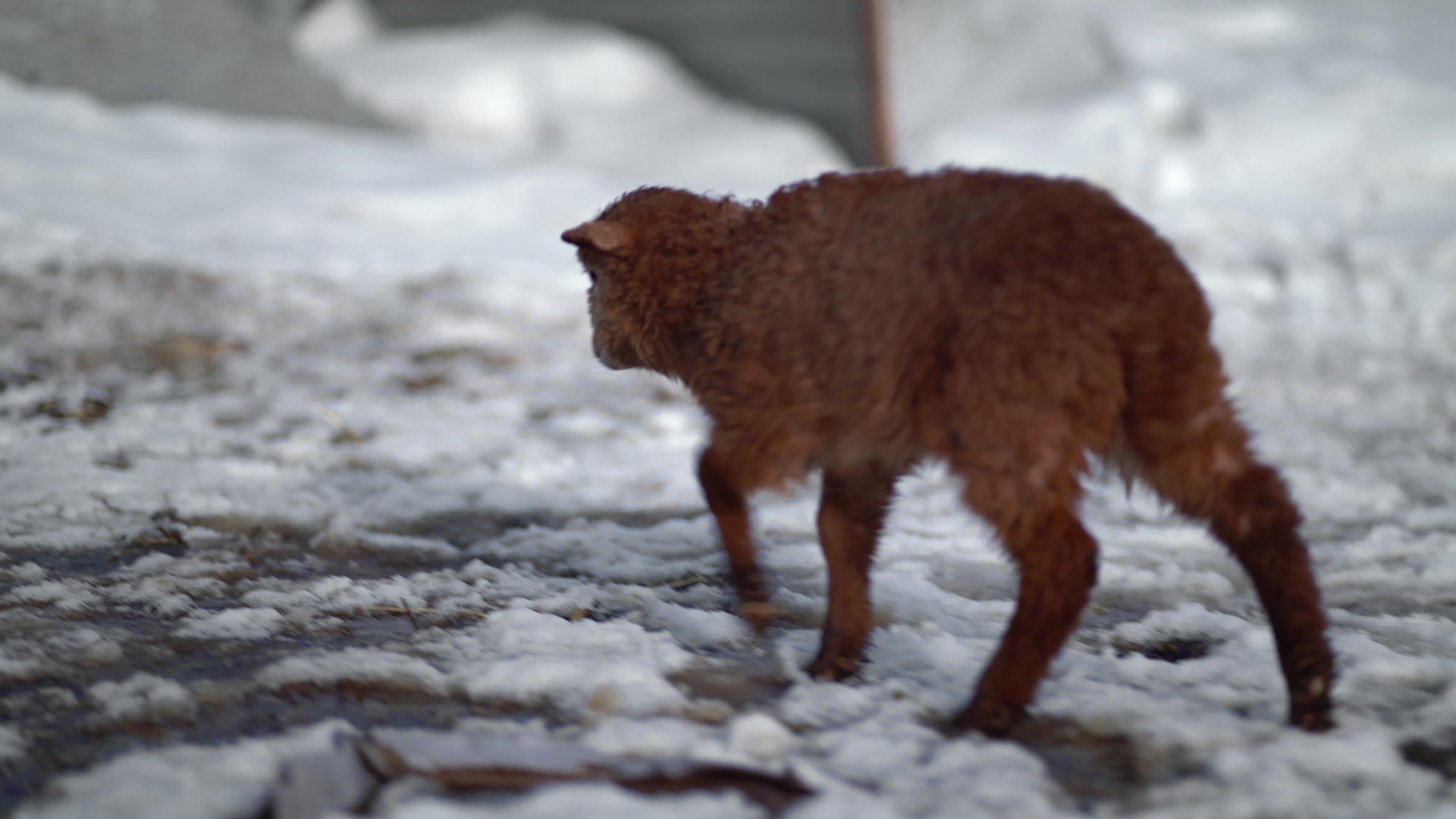 冬天在户外出生的小羊羔视频的预览图