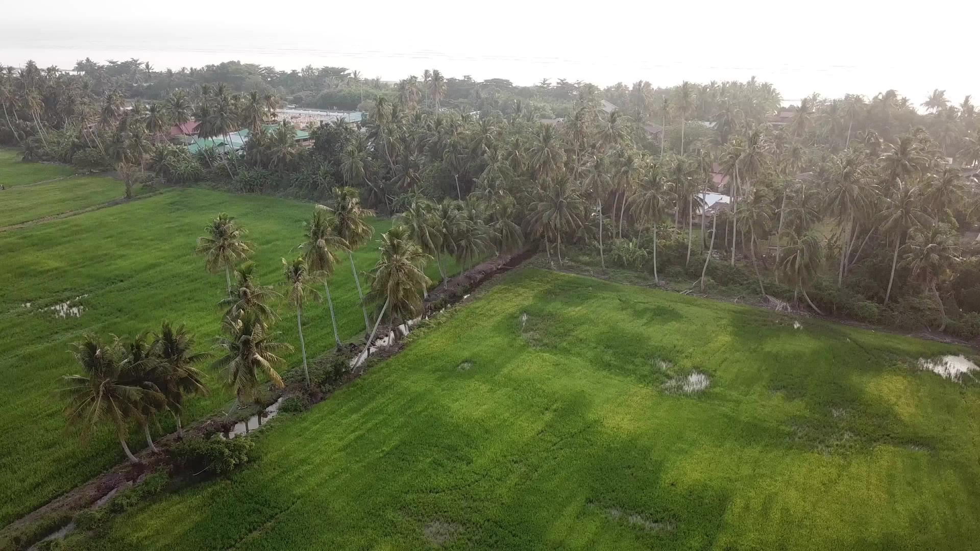飞过椰子树视频的预览图