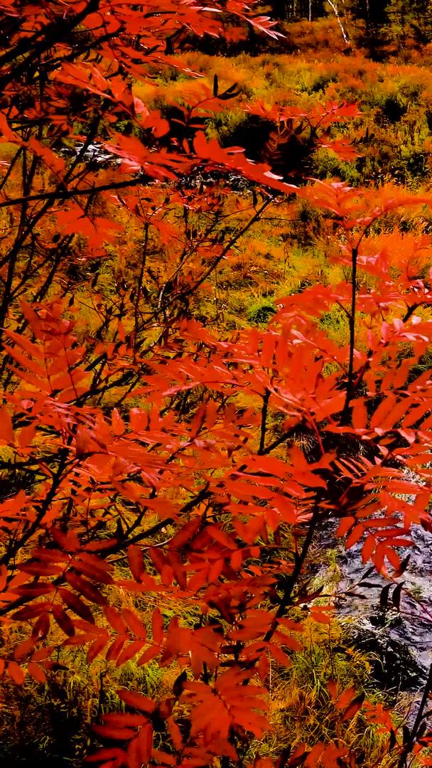 秋影红叶流水视频的预览图