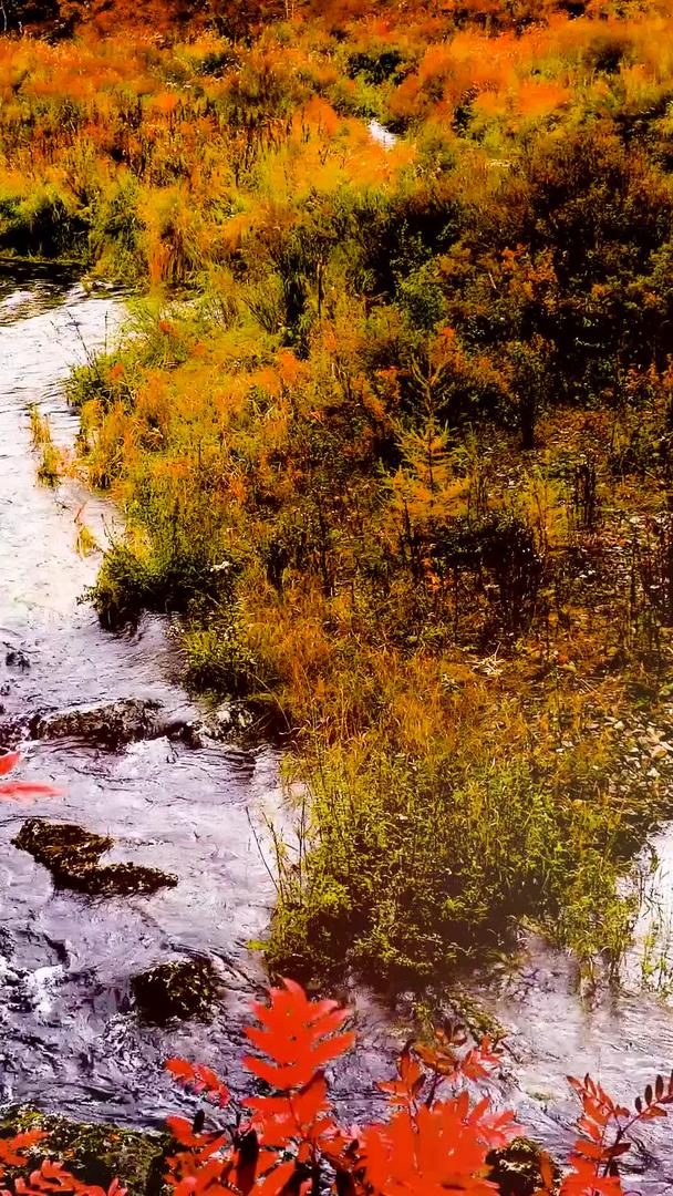 秋影红叶流水视频的预览图
