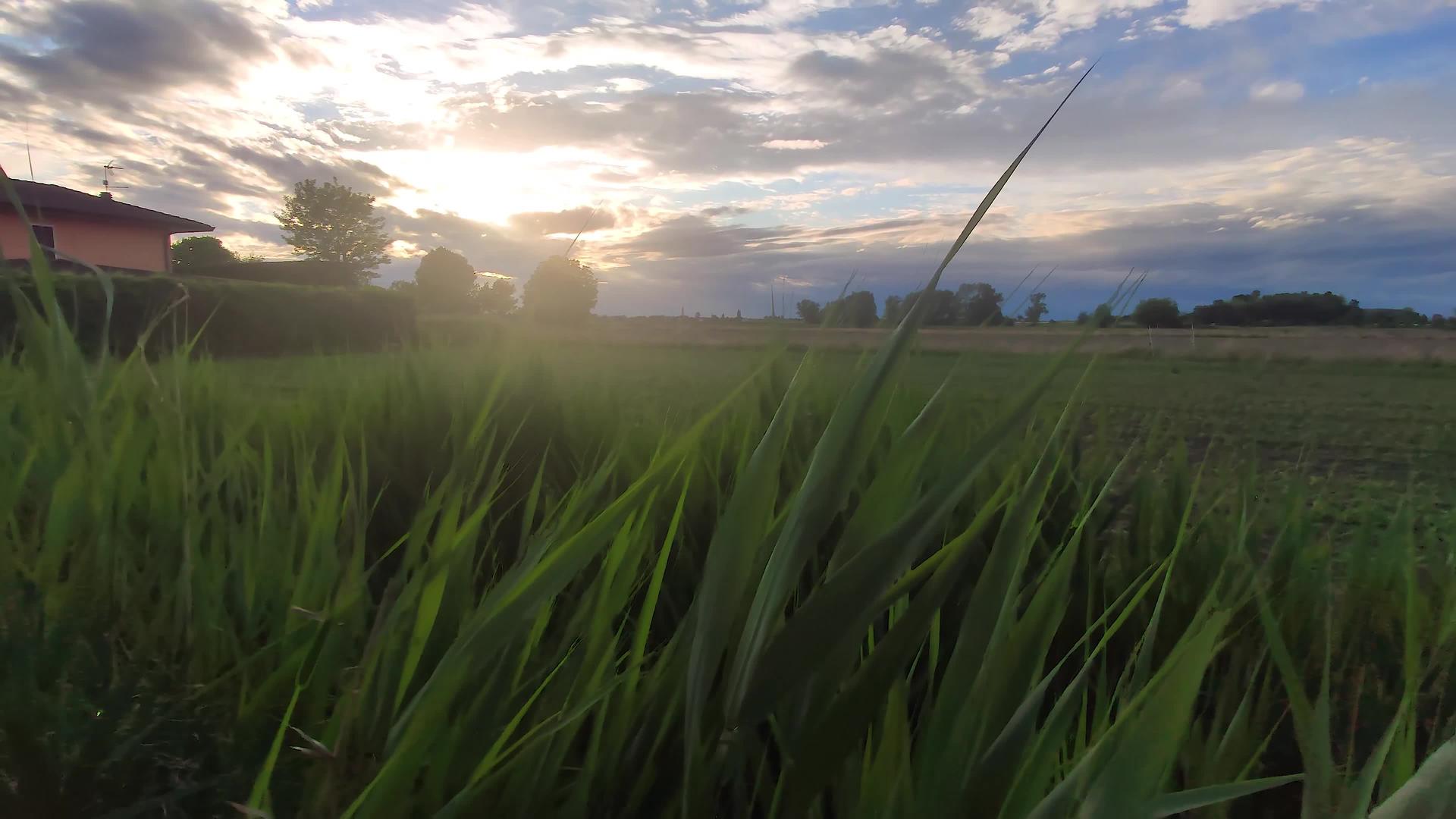 草和日落视频的预览图