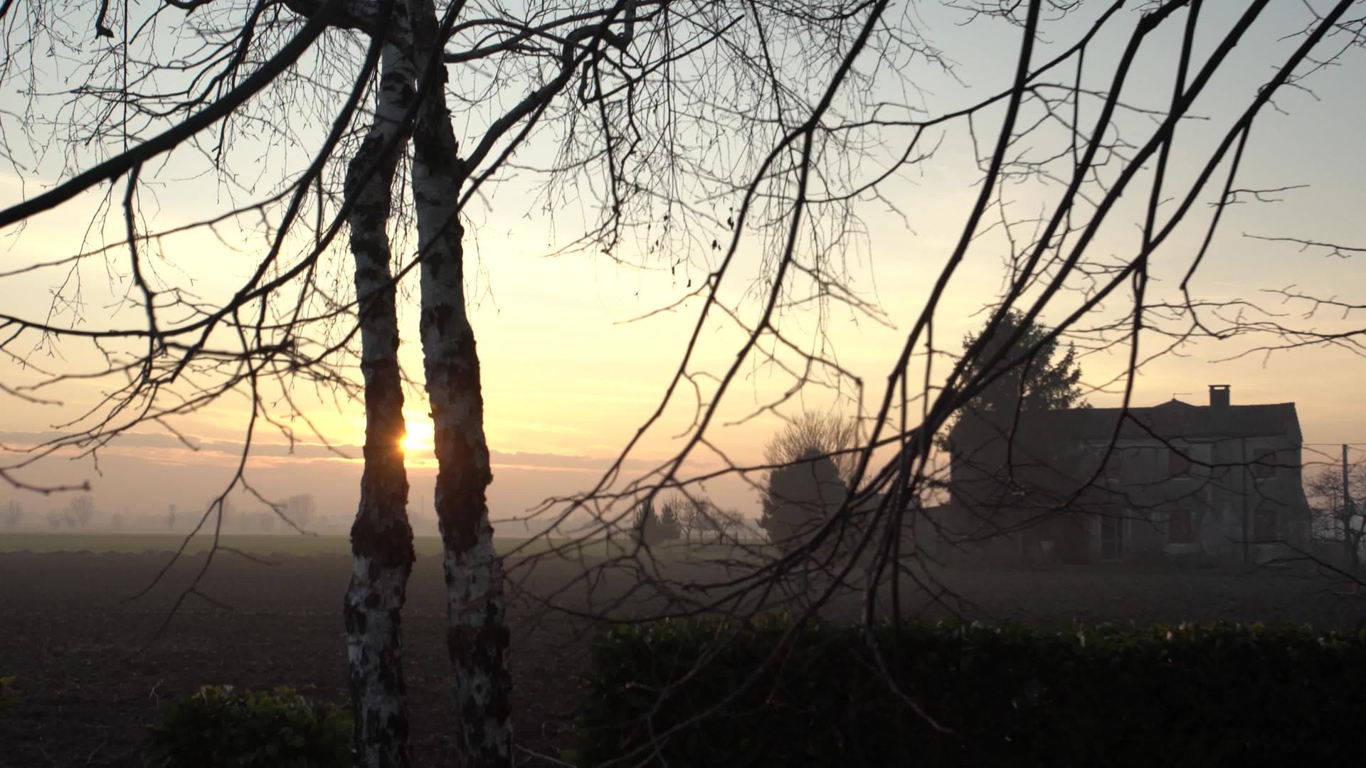 日落的树枝视频的预览图