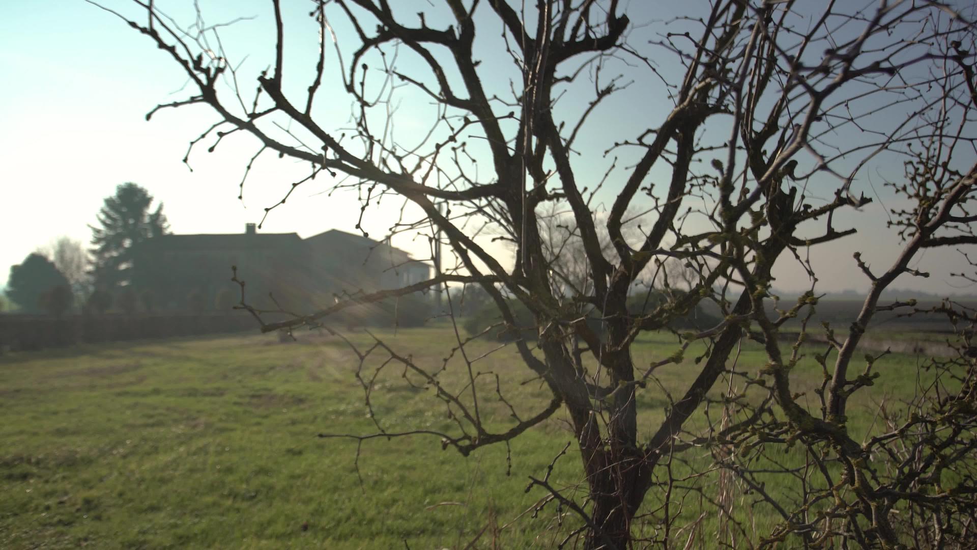 农村的树枝视频的预览图