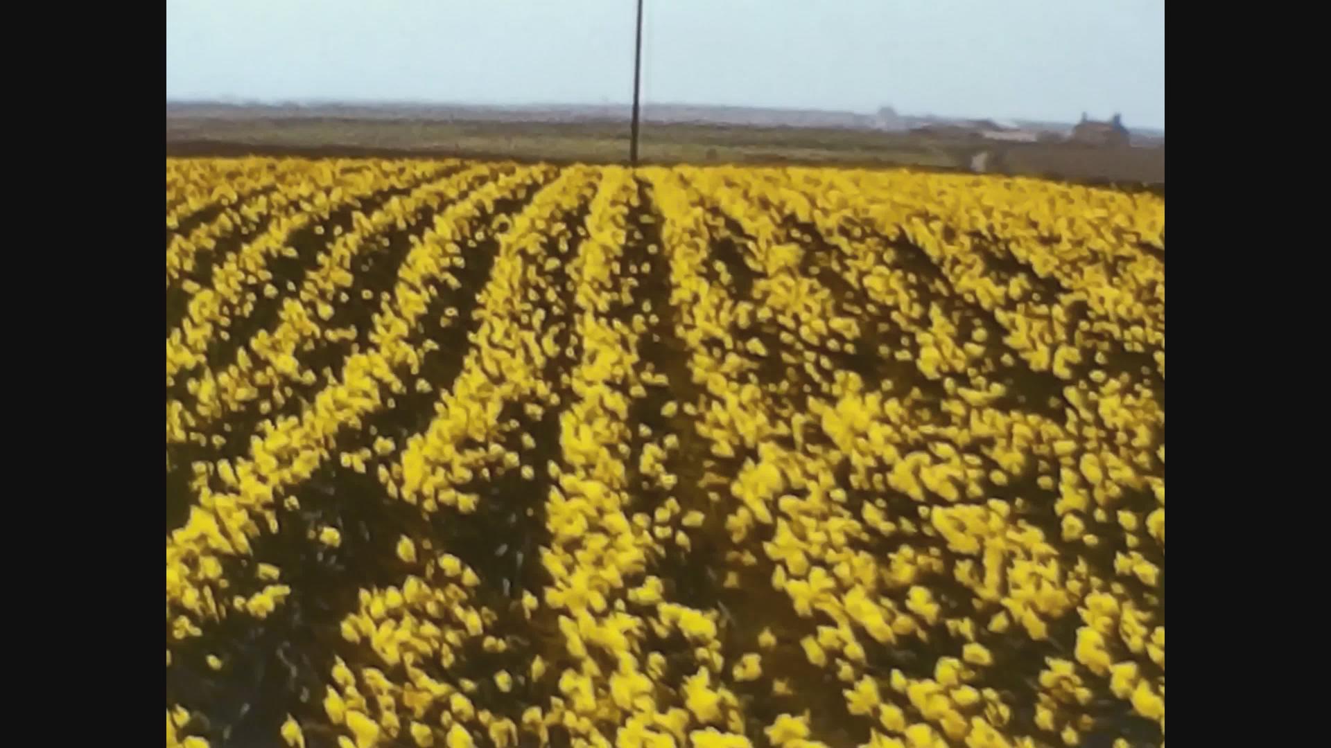 1967年拍摄的英国农村田野视频视频的预览图
