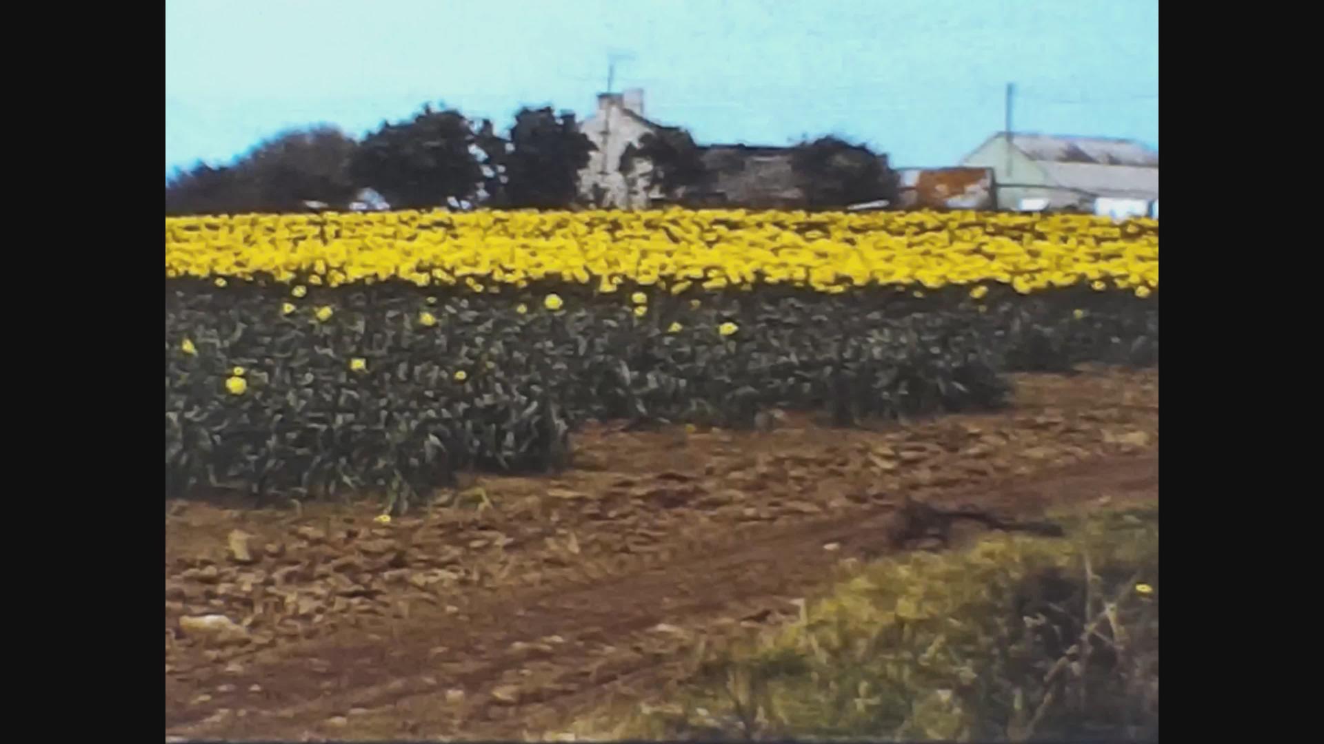 1967年英国农村的作物视频的预览图
