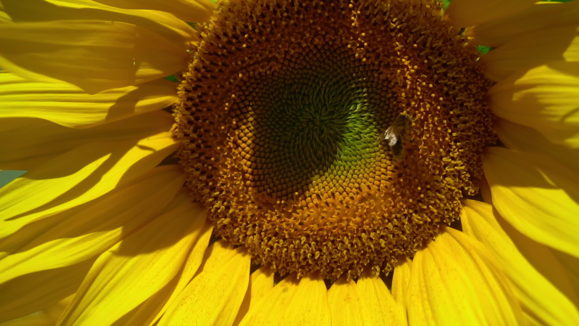 向日葵盘上的蜜蜂视频的预览图