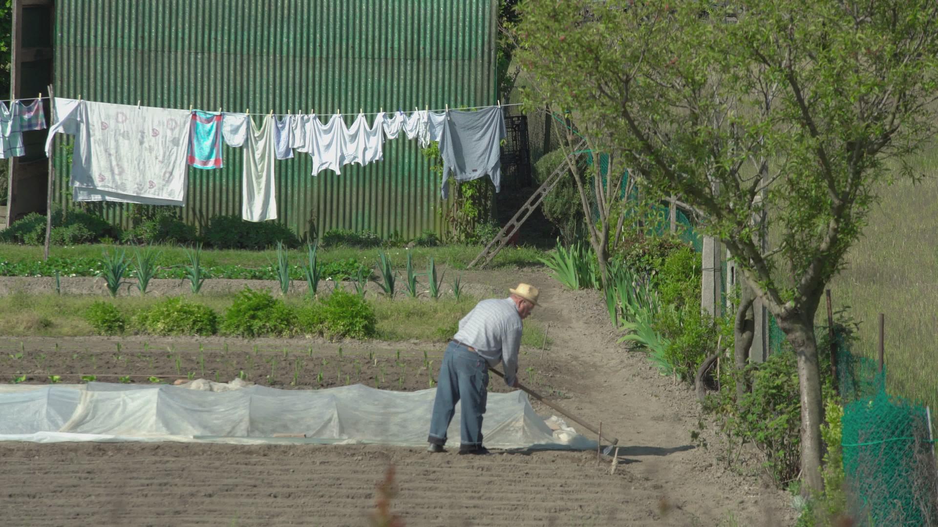 老农民在田间工作视频的预览图