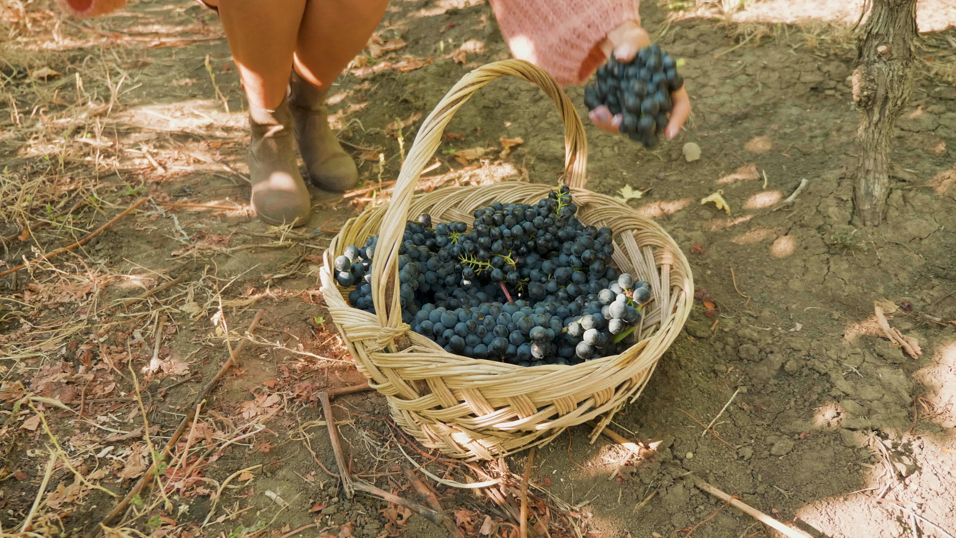 女人摘葡萄放在篮子里视频的预览图