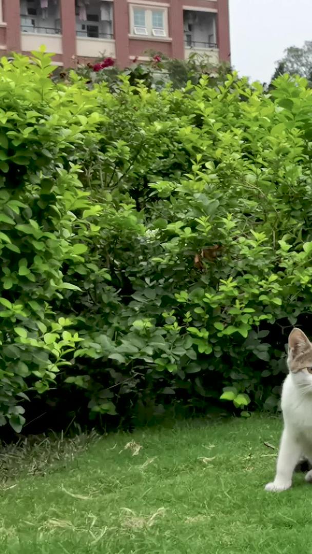 公园里可爱的小猫视频素材视频的预览图