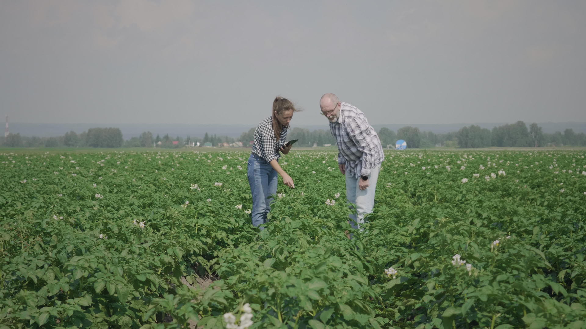 两个土豆田的农民视频的预览图