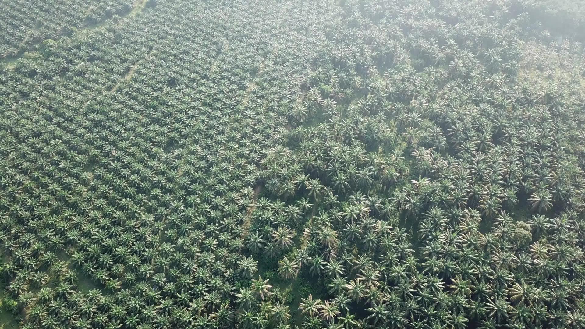在马来西亚的油棕榈种植园飞行视频的预览图